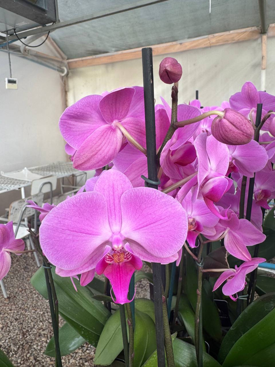 Orquidea phalaenopsis Minneapolis