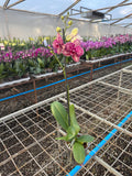 Orquidea phalaenopsis multicolor Wildcat