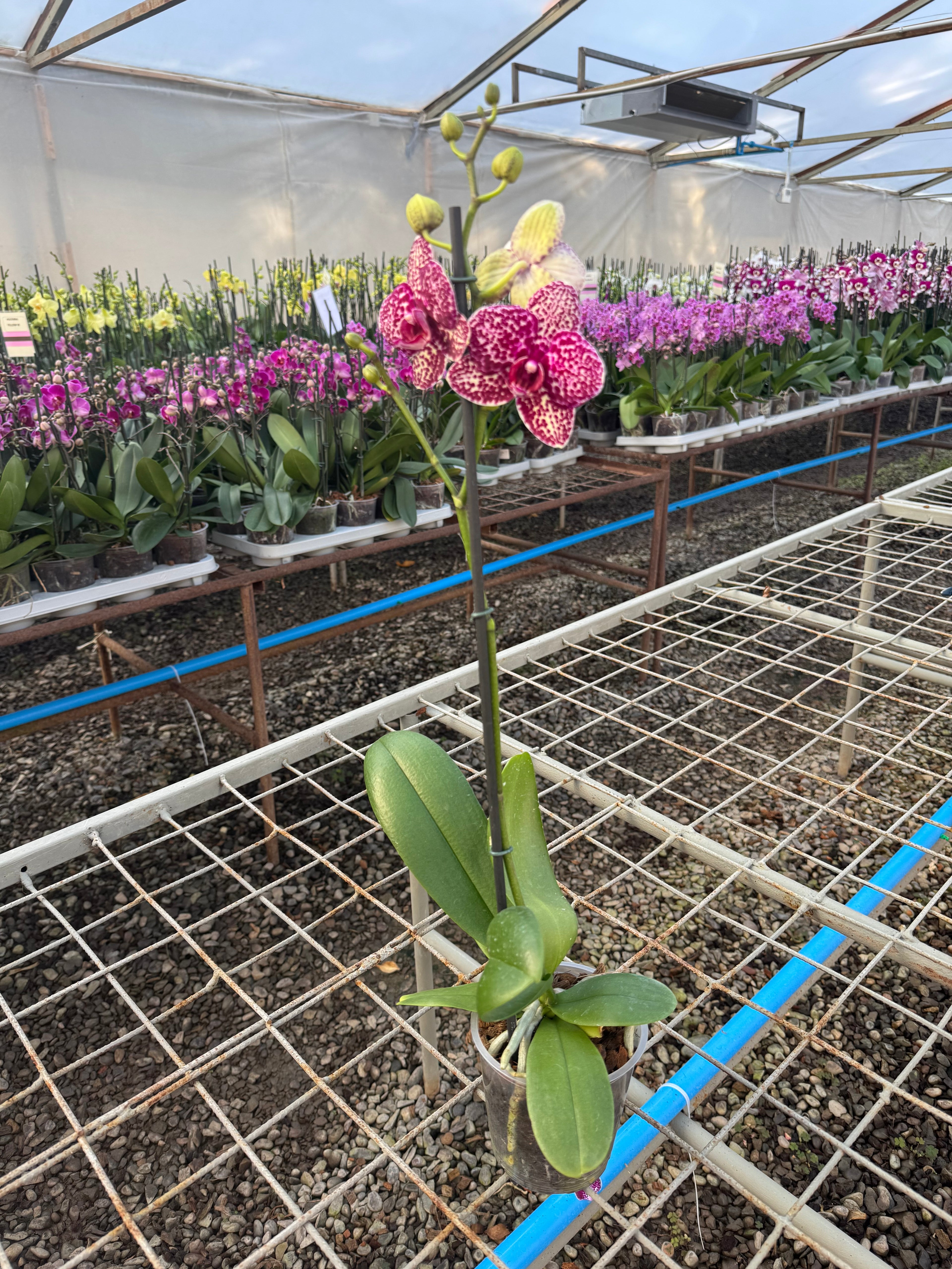 Orquidea phalaenopsis multicolor Wildcat