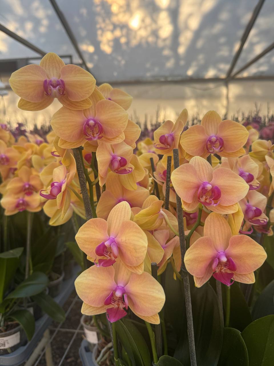 Orquidea phalaenopsis Naranja centro rosado B11127