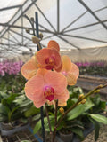 Orquidea phalaenopsis naranja centro rosado B8498