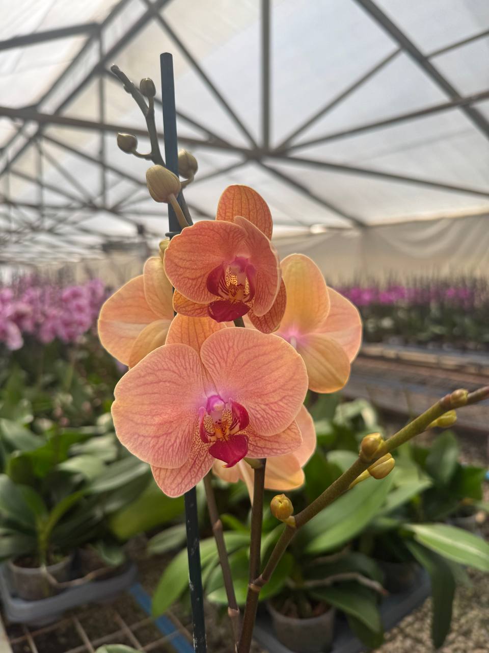 Orquidea phalaenopsis naranja centro rosado B8498