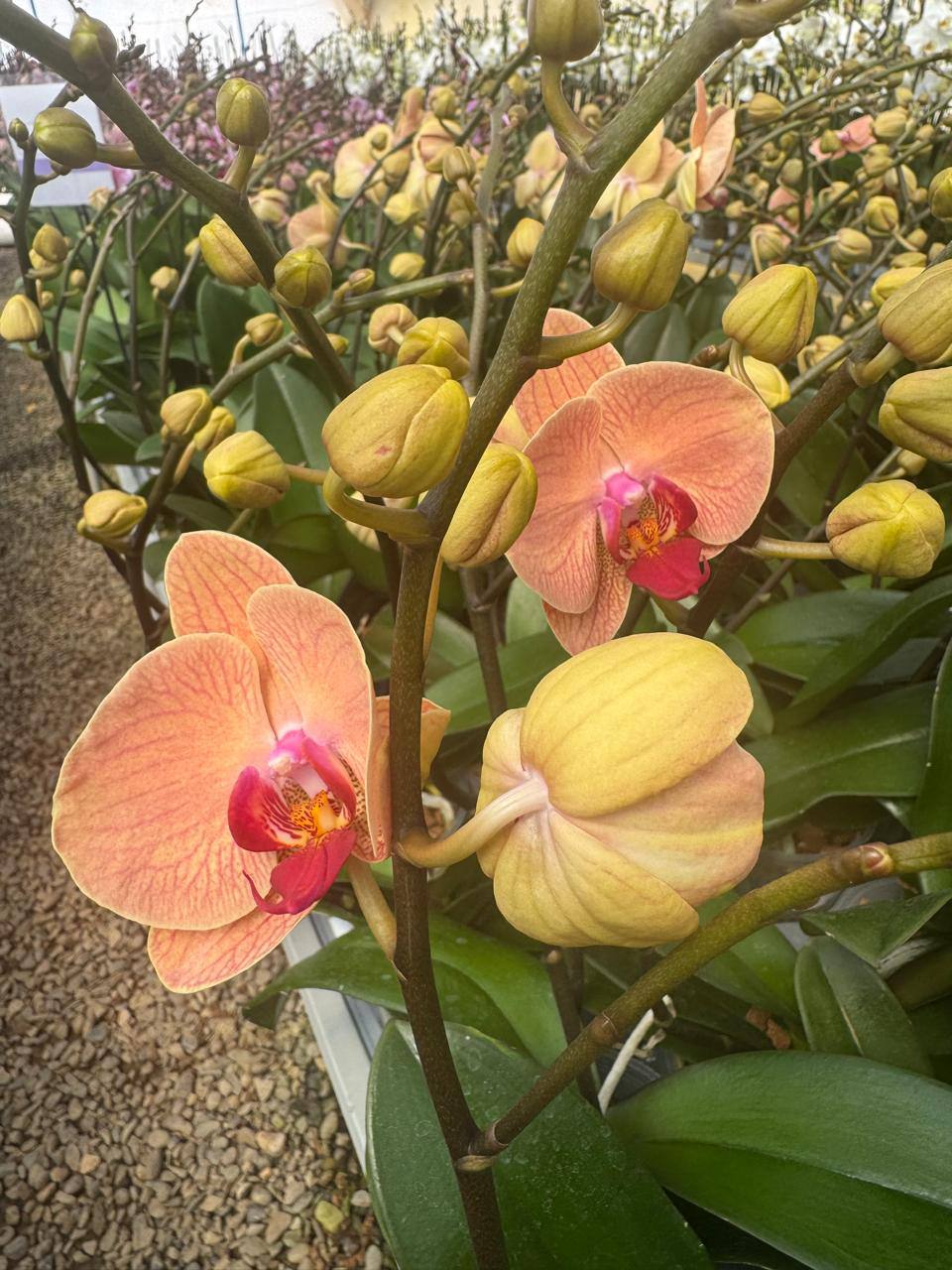 Orquidea phalaenopsis naranja centro rosado B8498