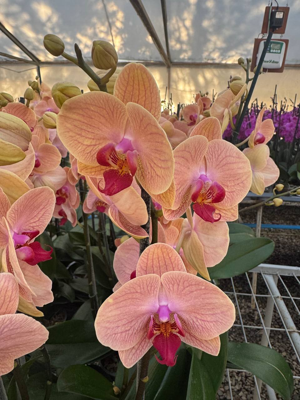 Orquidea phalaenopsis naranja centro rosado B8498