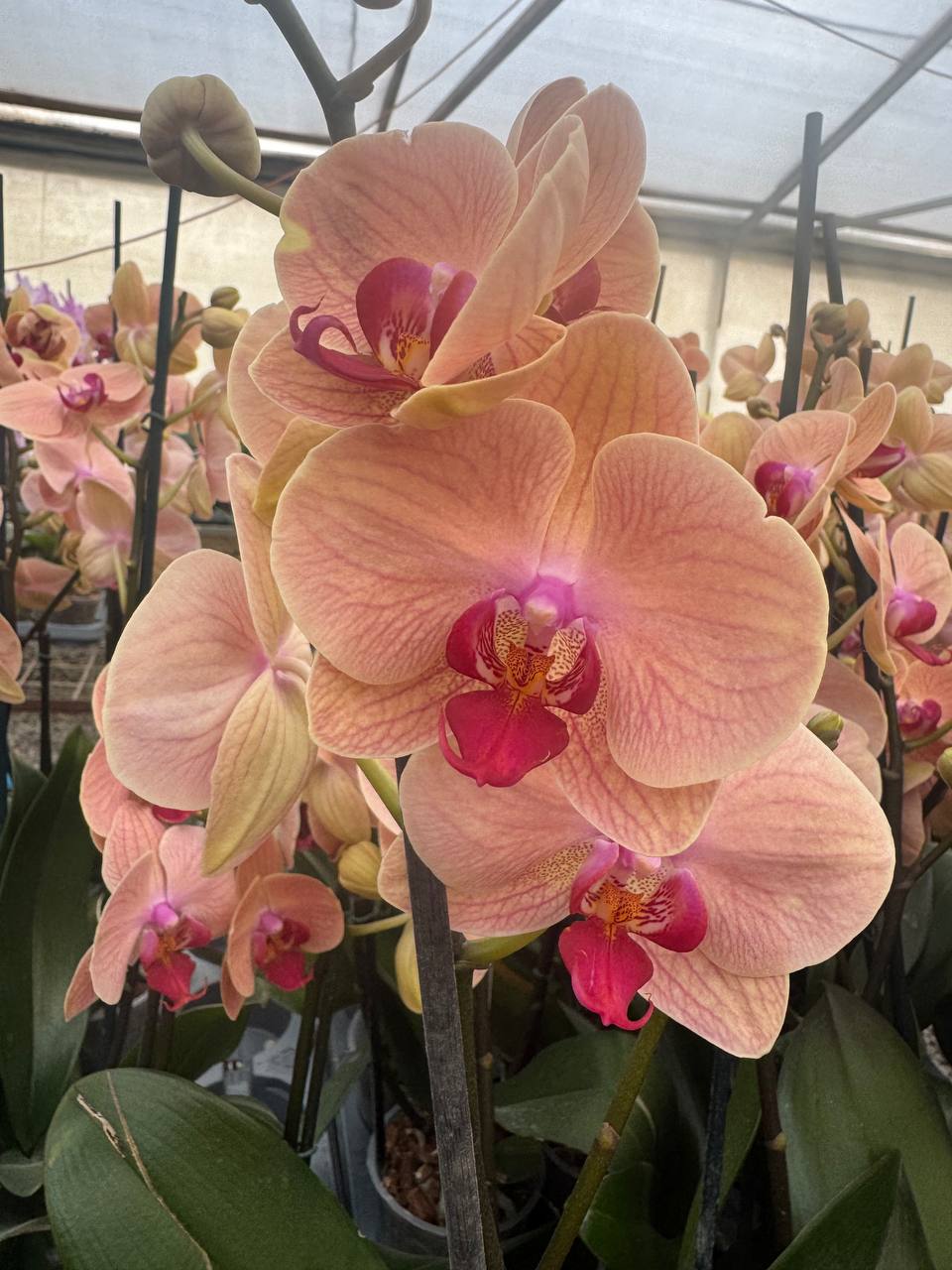 Orquidea phalaenopsis naranja centro rosado B8498
