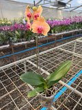 Orquidea phalaenopsis naranja centro rosado Carribean Dream