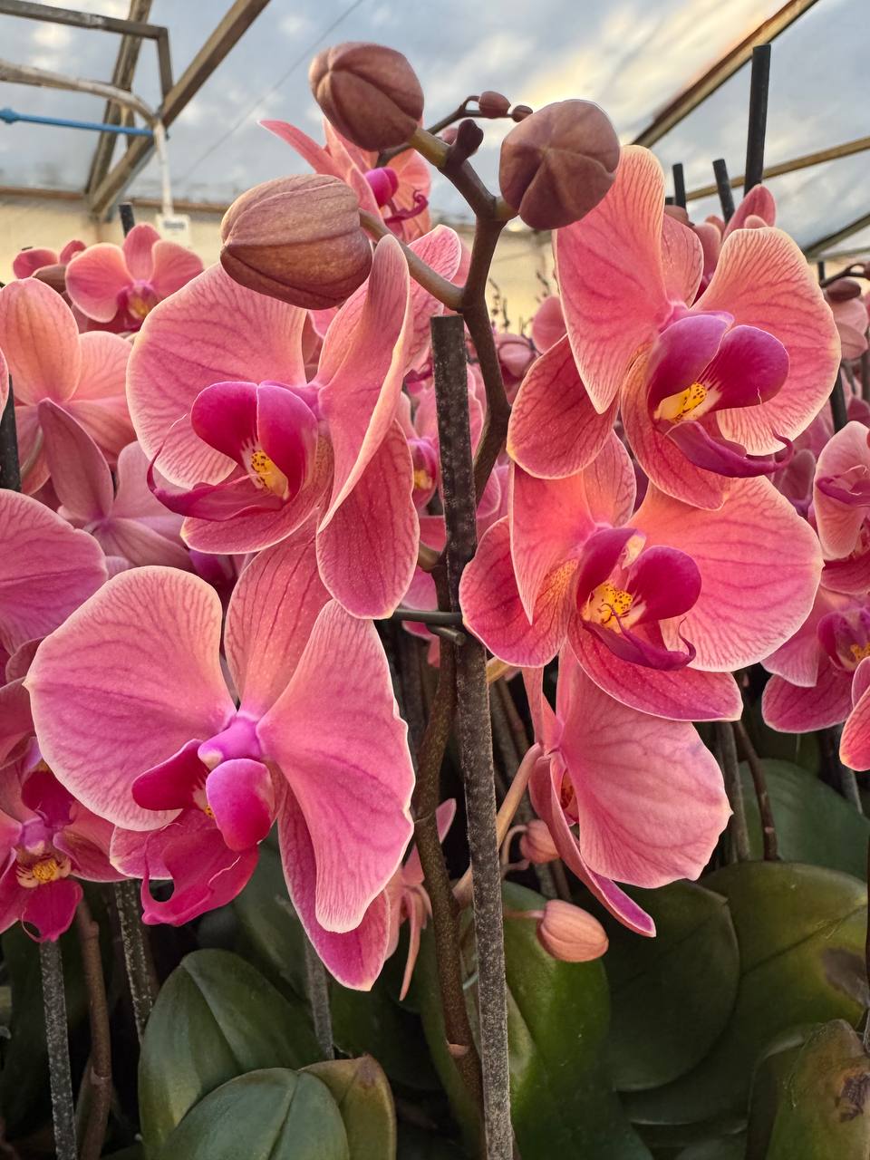 Orquidea phalaenopsis Naranja Narbonne
