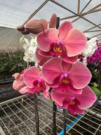 Orquidea phalaenopsis naranja Narbonne