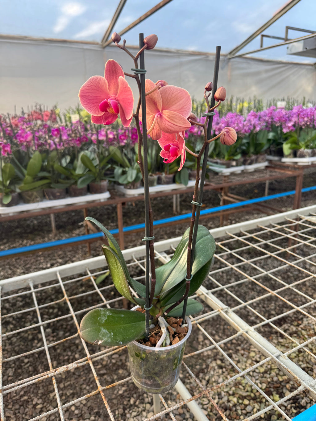 Orquidea phalaenopsis naranja Narbonne