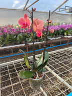 Orquidea phalaenopsis naranja Narbonne