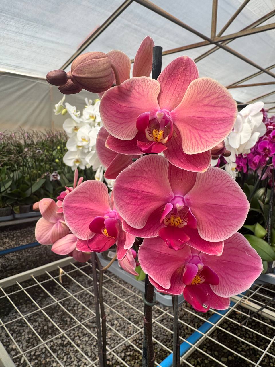 Orquidea phalaenopsis Naranja Narbonne