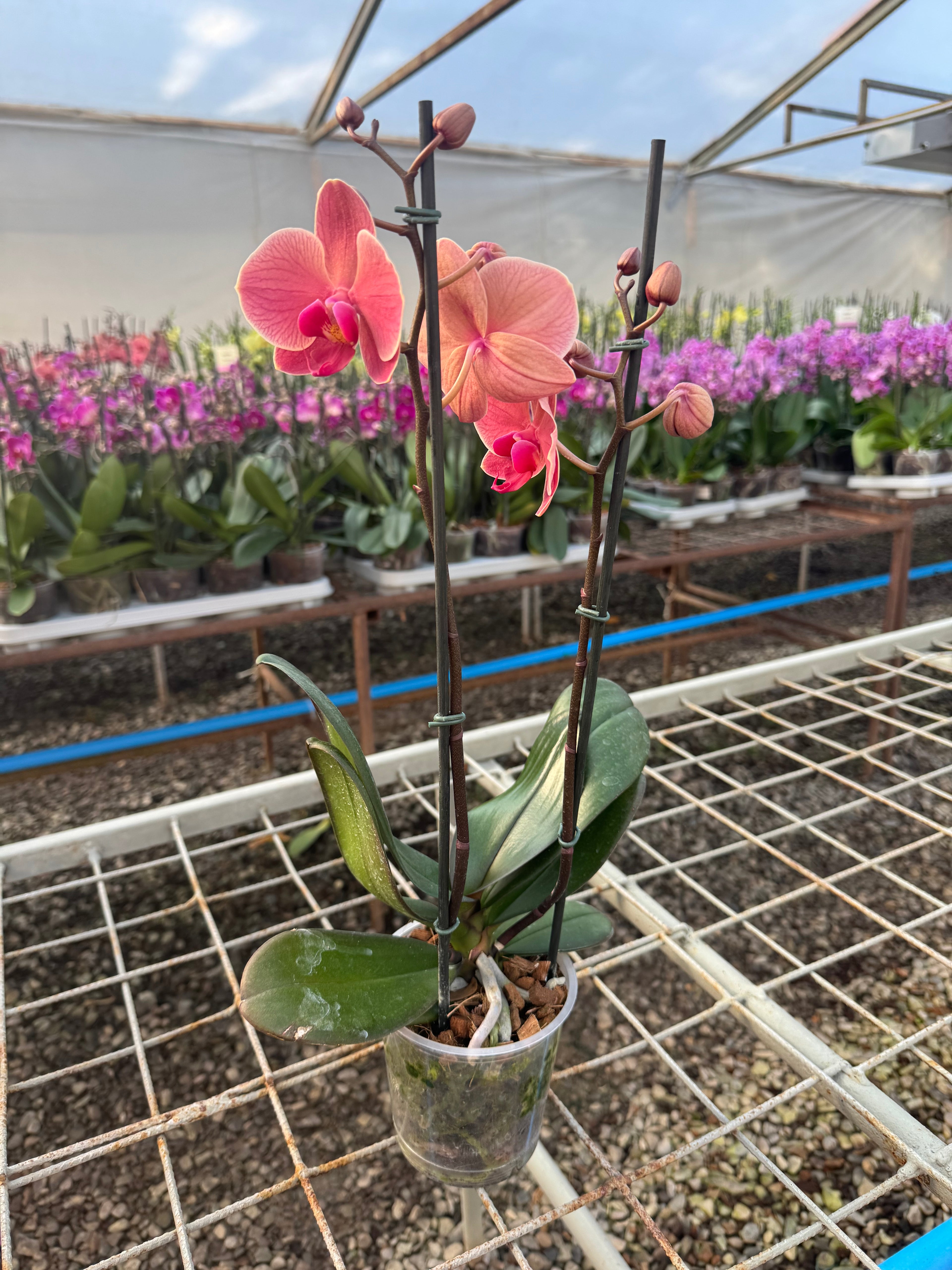 Orquidea phalaenopsis Naranja Narbonne