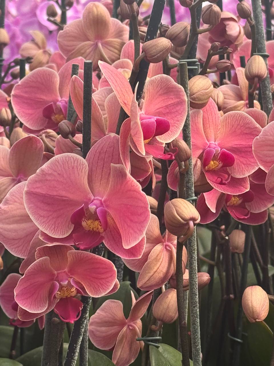 Orquidea phalaenopsis Naranja Narbonne