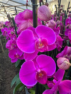 Orquidea phalaenopsis rosada African Queen