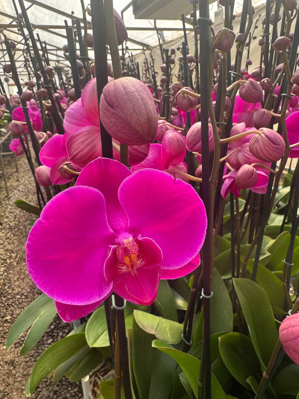 Orquidea phalaenopsis Rosada African Queen