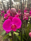 Orquidea phalaenopsis Rosada African Queen