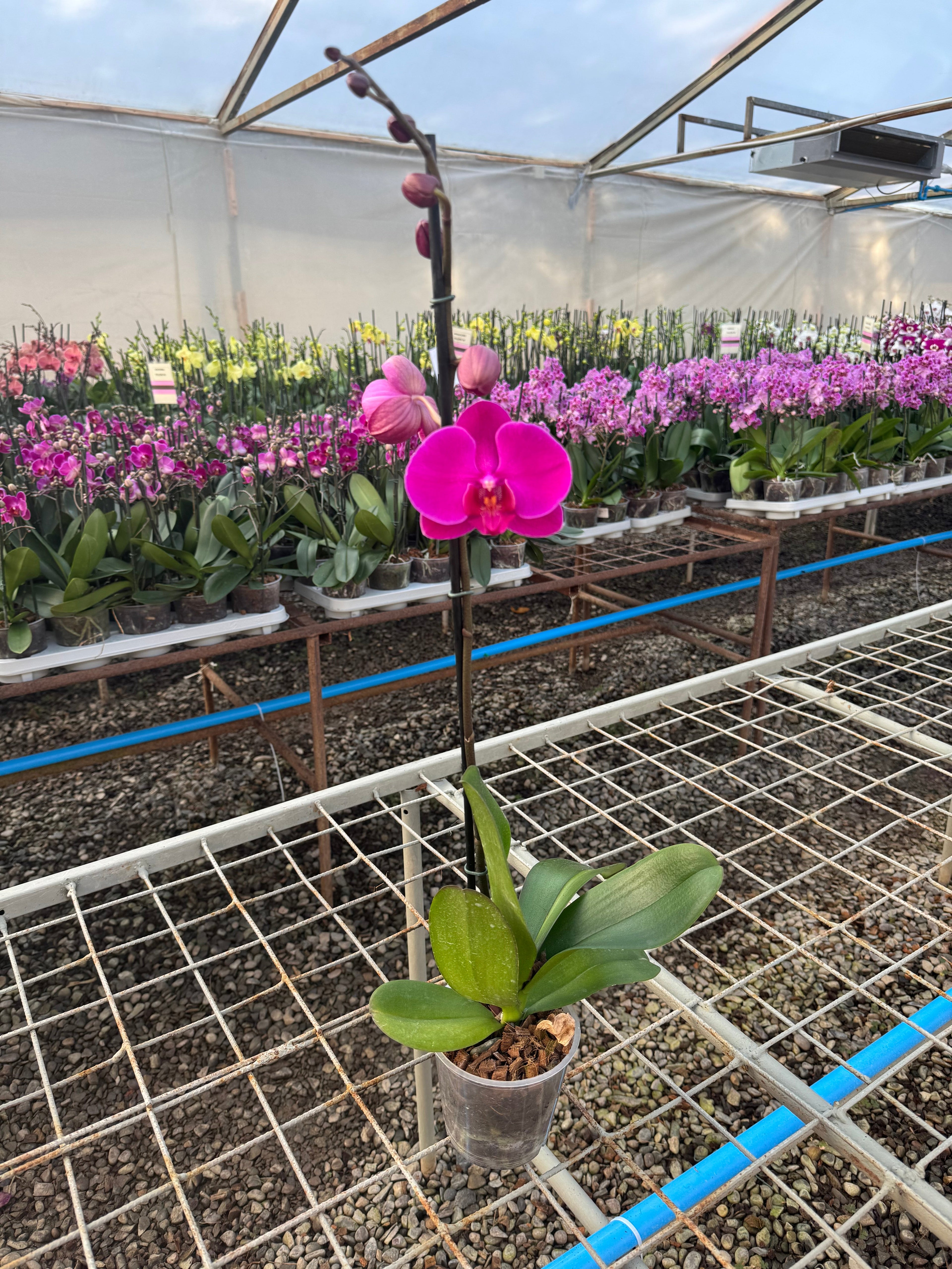 Orquidea phalaenopsis rosada African Queen