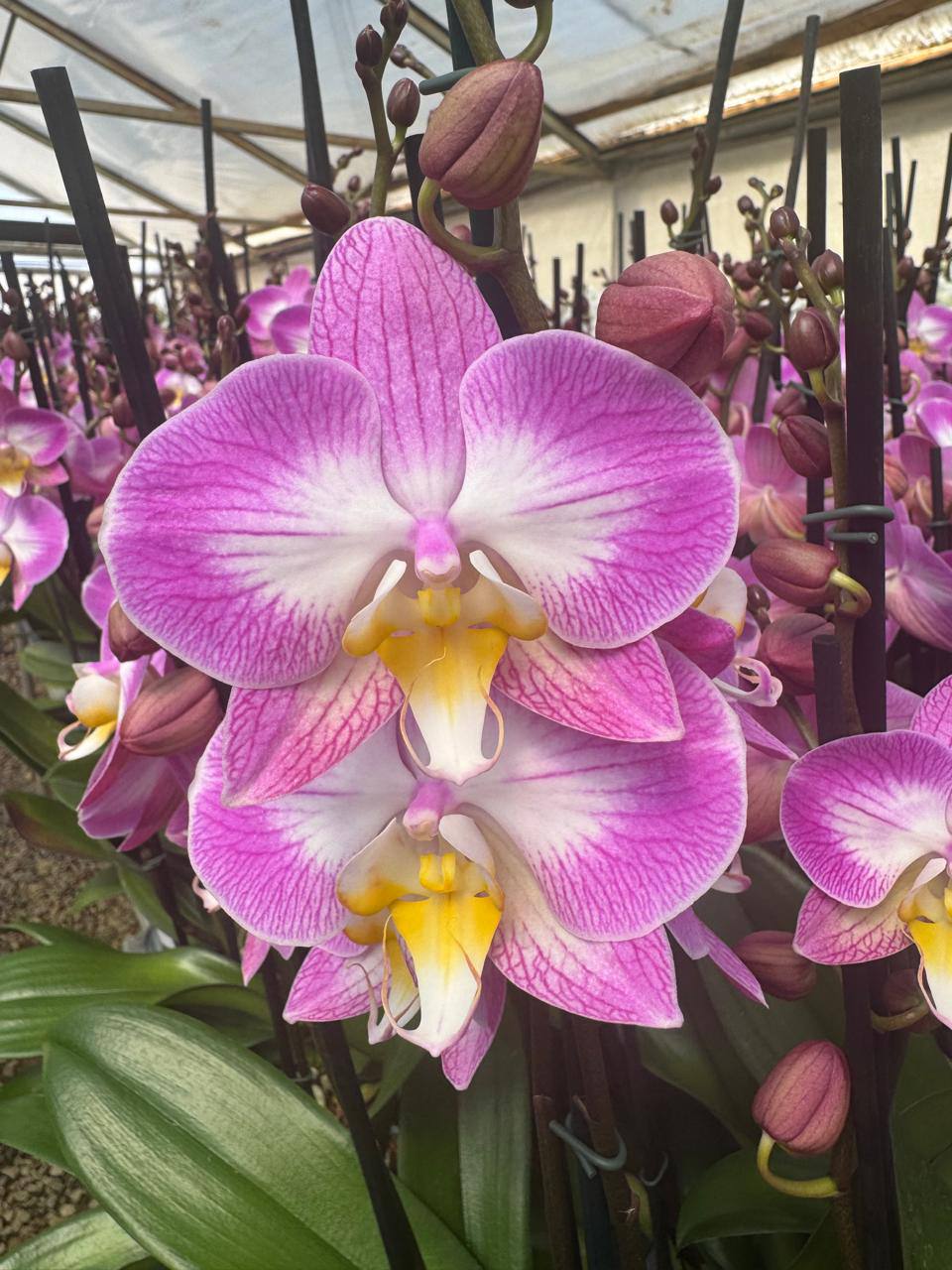 Orquidea phalaenopsis Rosada con centro blanco Sunca Split