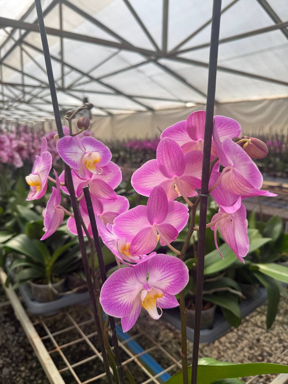 Orquidea phalaenopsis Rosada con centro blanco Sunca Split