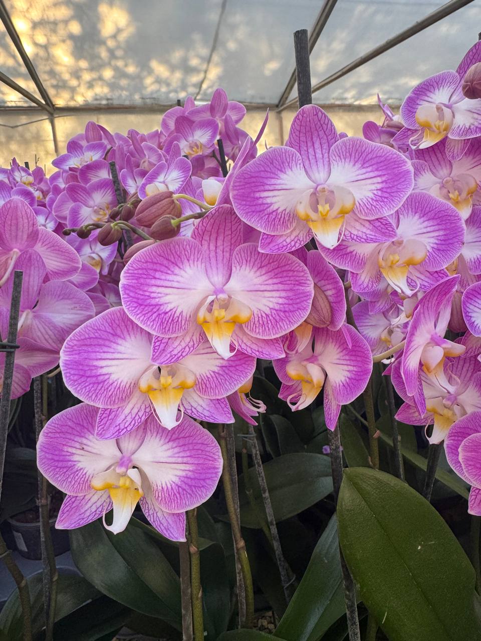 Orquidea phalaenopsis Rosada con centro blanco Sunca Split