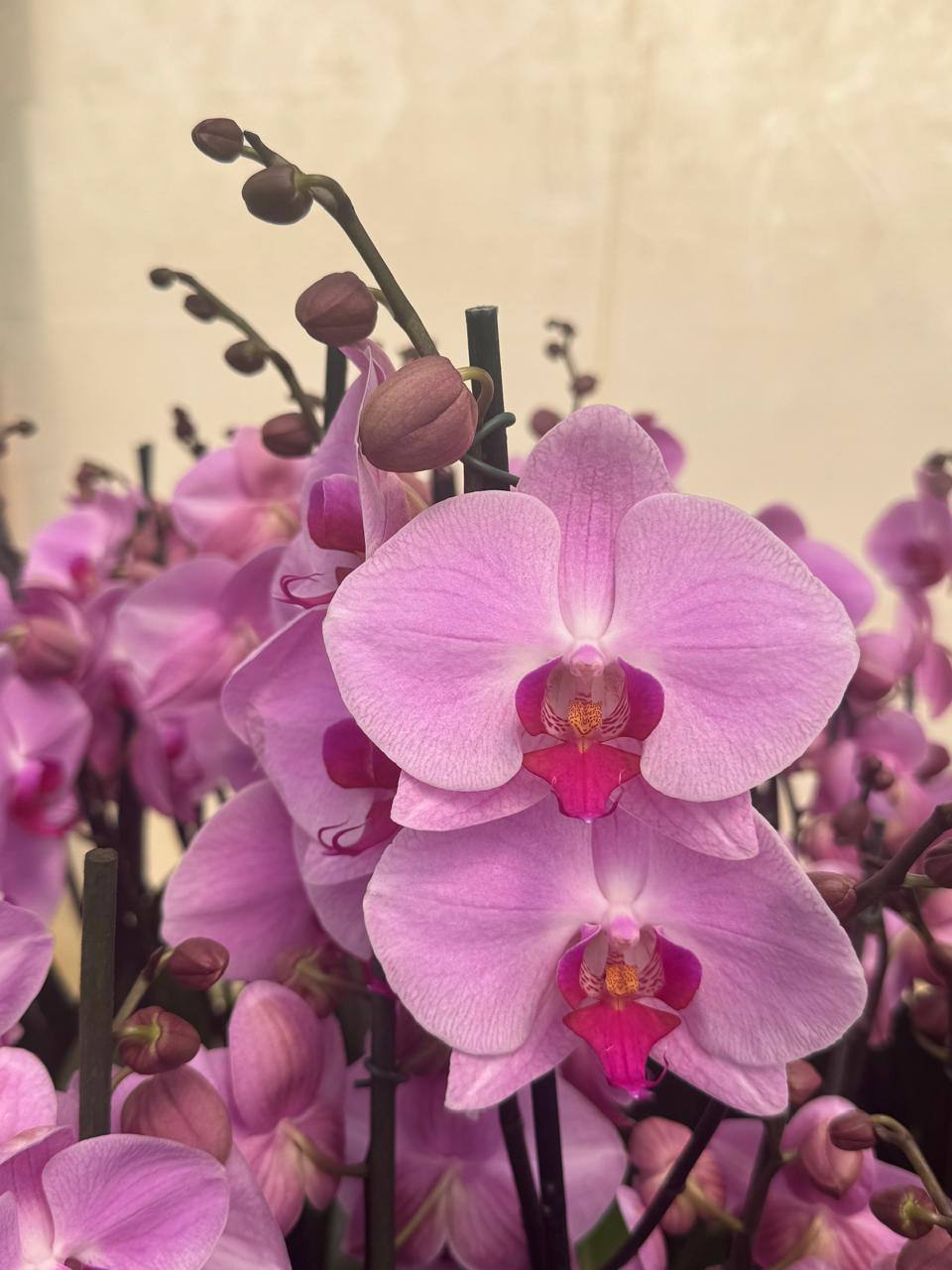Orquidea phalaenopsis Rosada con centro violeta 107691