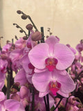 Orquidea phalaenopsis rosada con centro violeta 107691