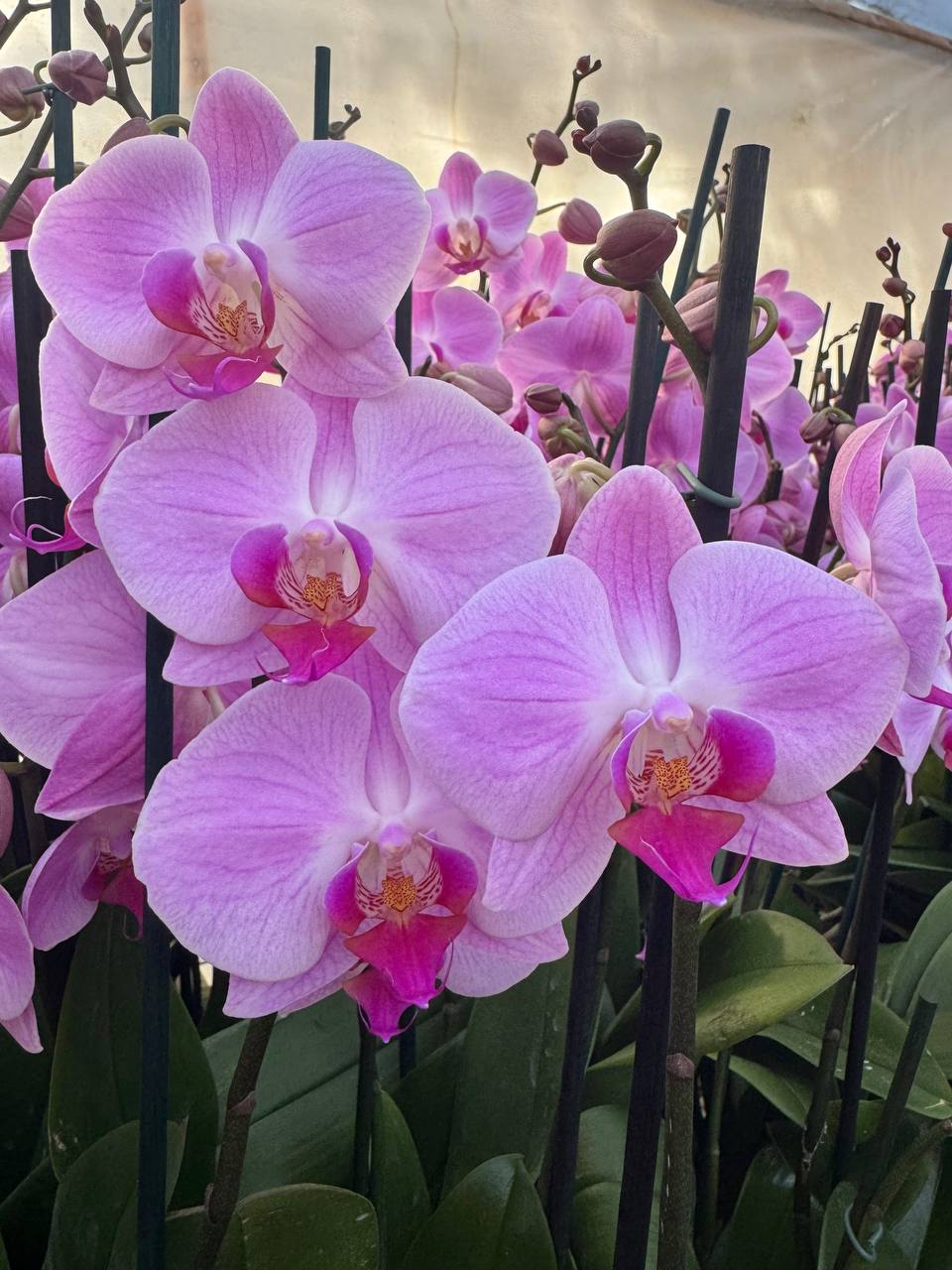 Orquidea phalaenopsis Rosada con centro violeta 107691