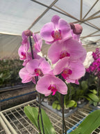 Orquidea phalaenopsis rosada con centro violeta 107717