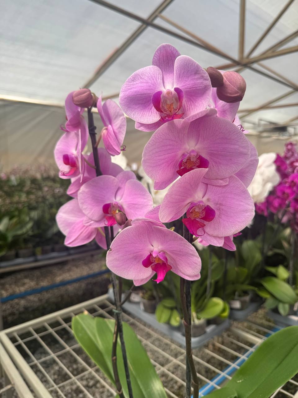 Orquidea phalaenopsis rosada con centro violeta 107717