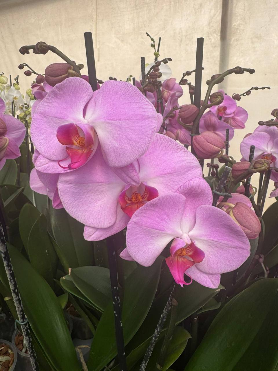 Orquidea phalaenopsis rosada con centro violeta 107717