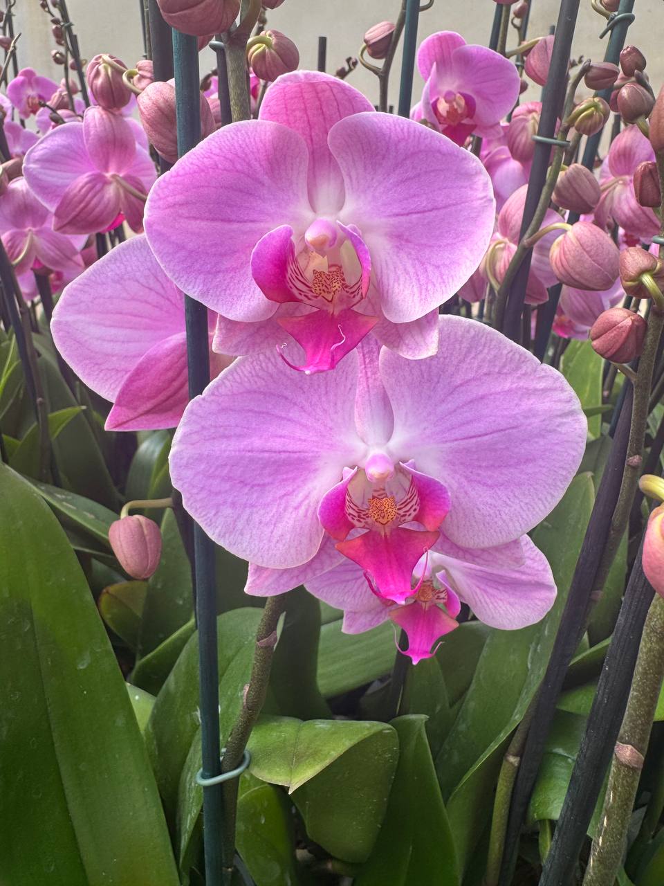 Orquidea phalaenopsis rosada con centro violeta 107717