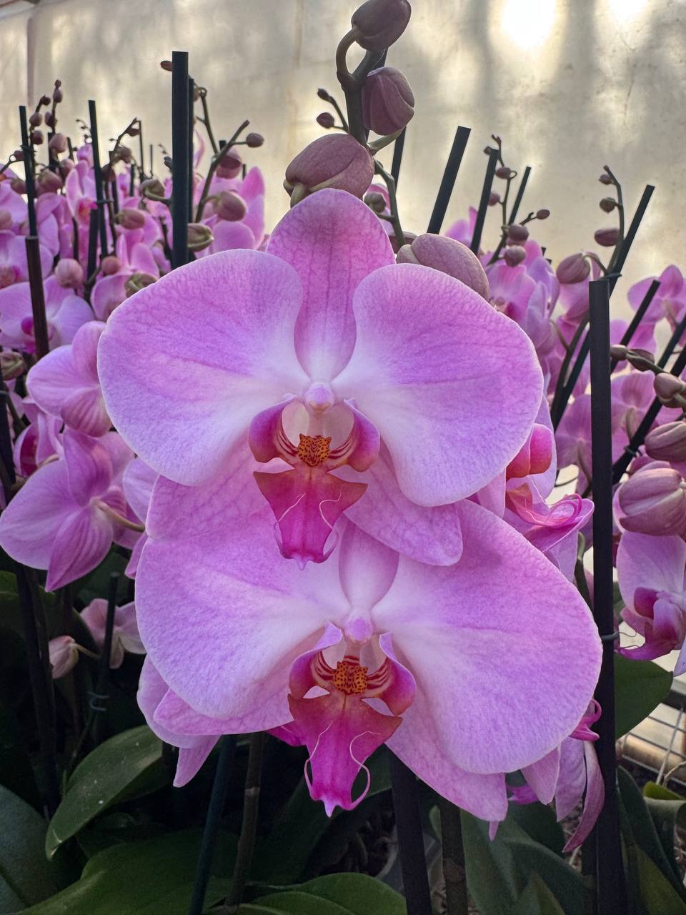 Orquidea phalaenopsis rosada con centro violeta 107717