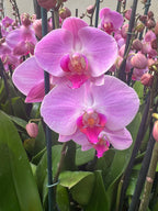 Orquidea phalaenopsis Rosada con centro violeta 107717
