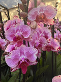 Orquidea phalaenopsis rosada con centro violeta B3339