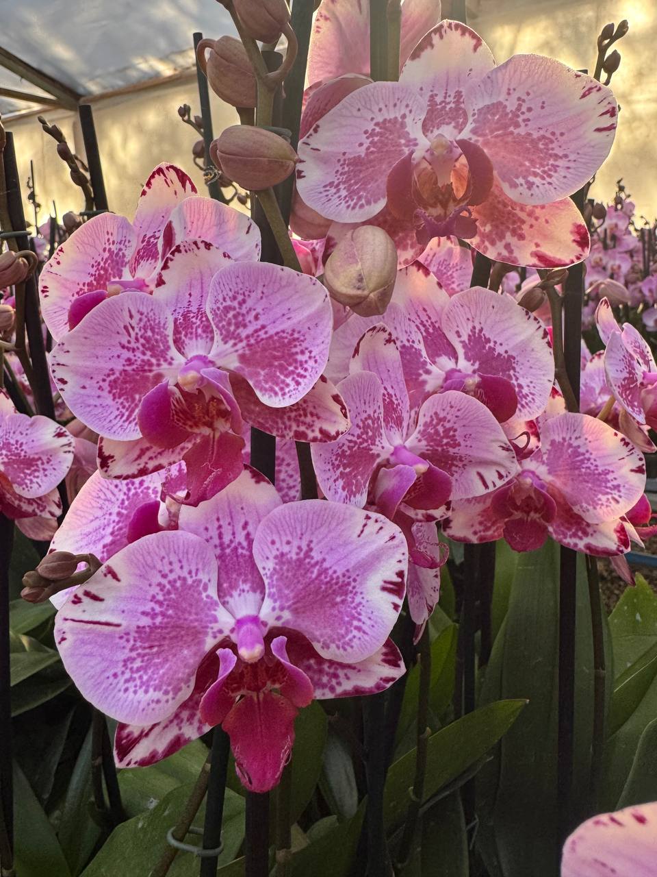 Orquidea phalaenopsis rosada con centro violeta B3339