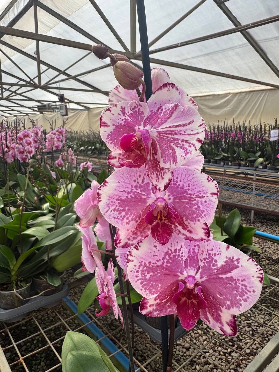 Orquidea phalaenopsis rosada con centro violeta B3339