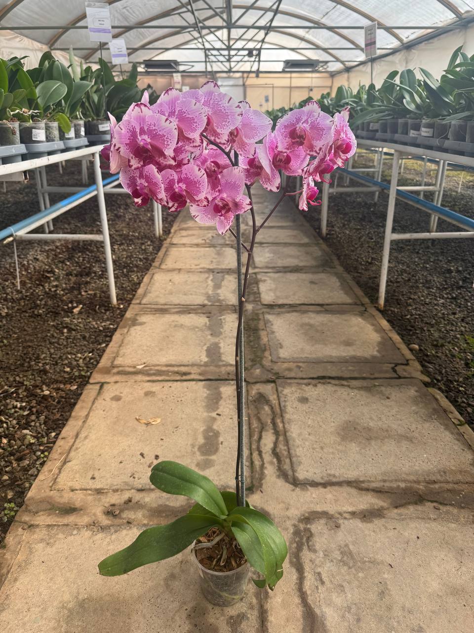 Orquidea phalaenopsis rosada con centro violeta B3339