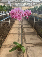 Orquidea phalaenopsis rosada con centro violeta B3339