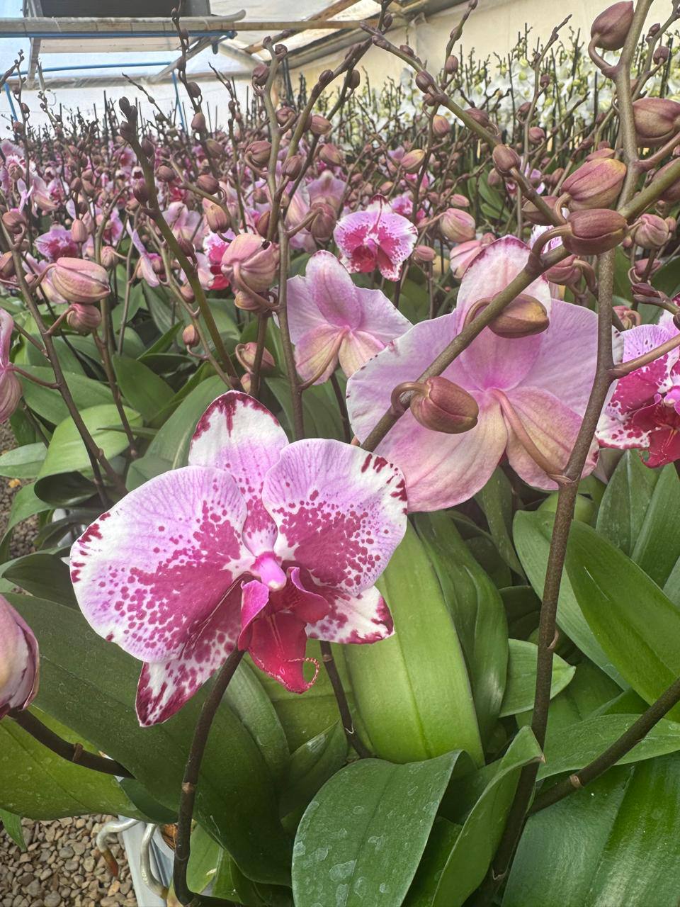 Orquidea phalaenopsis Rosada con centro violeta B3339