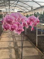 Orquidea phalaenopsis Rosada con centro violeta B3339