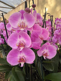 Orquidea phalaenopsis rosada Infinite dreams