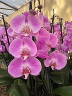 Orquidea phalaenopsis Rosada Infinite dreams