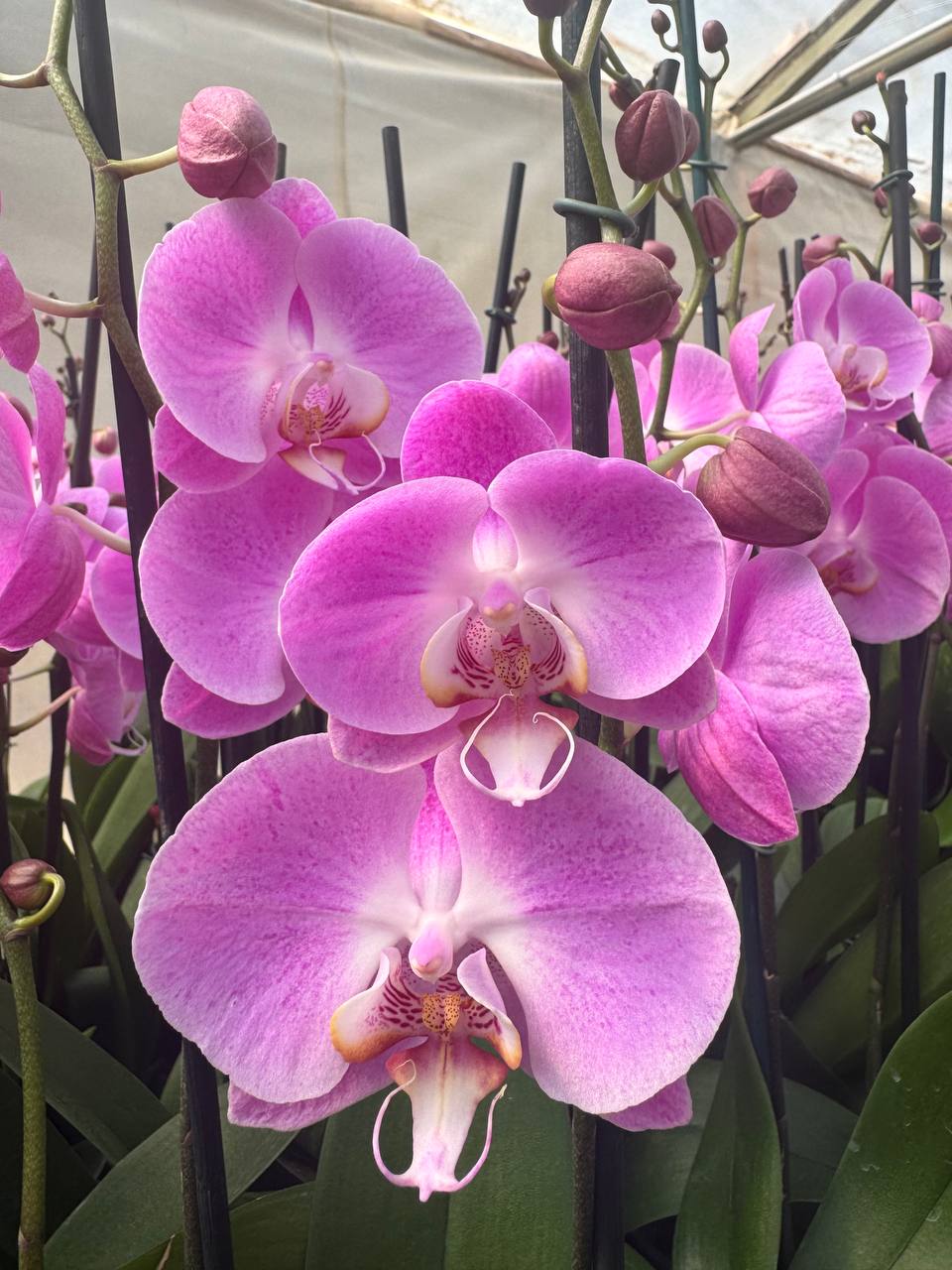 Orquidea phalaenopsis rosada Infinite dreams