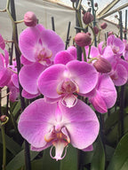 Orquidea phalaenopsis Rosada Infinite dreams