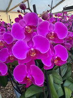 Orquidea phalaenopsis Rosada Lusaka
