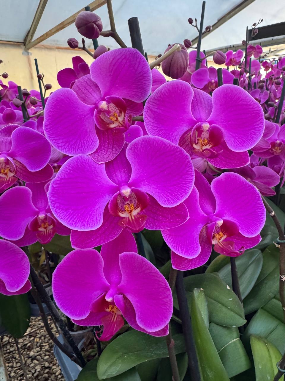 Orquidea phalaenopsis Rosada Lusaka