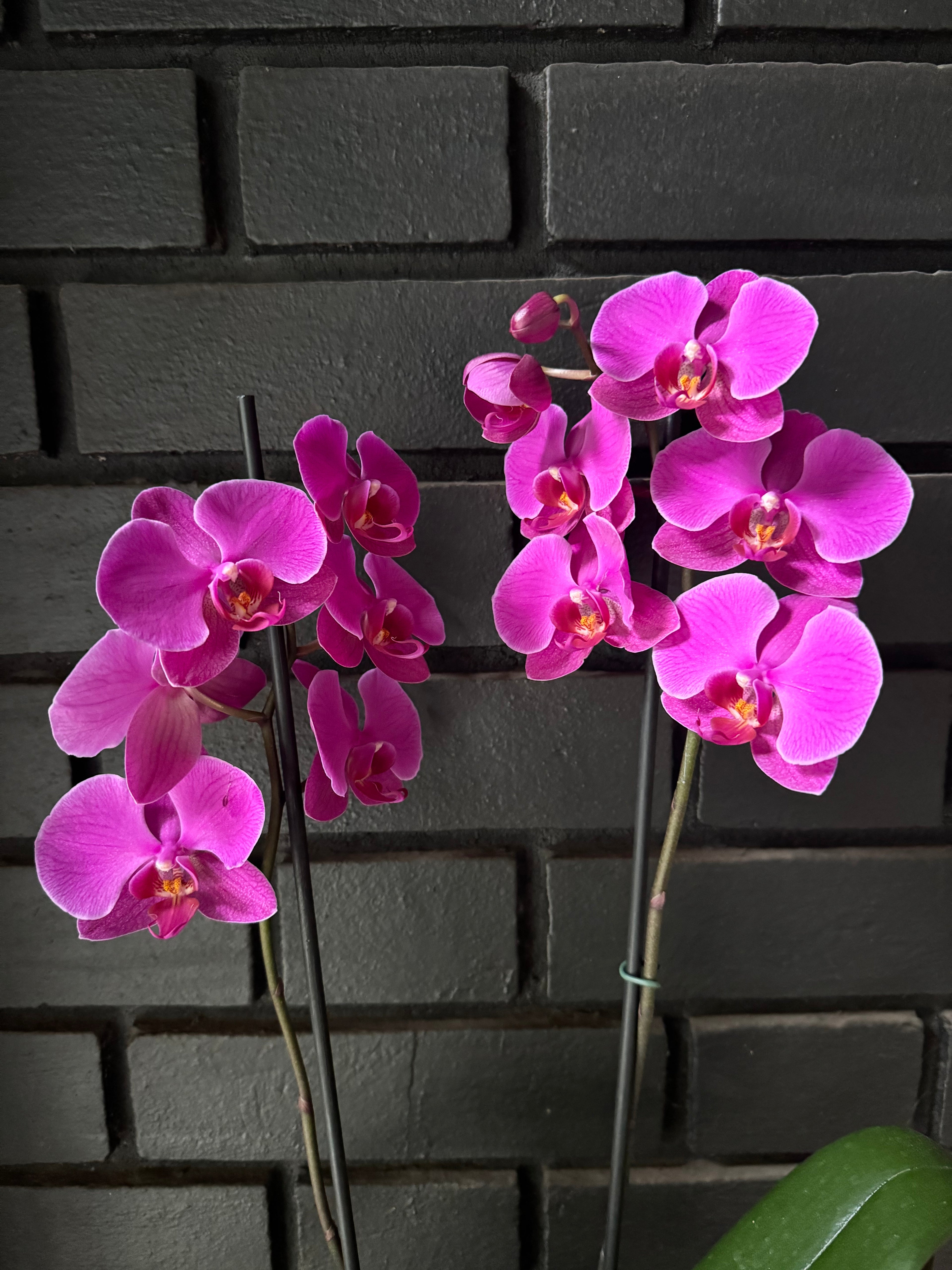 Orquidea phalaenopsis Rosada Lusaka