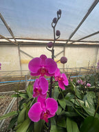 Orquidea phalaenopsis Rosada Lusaka