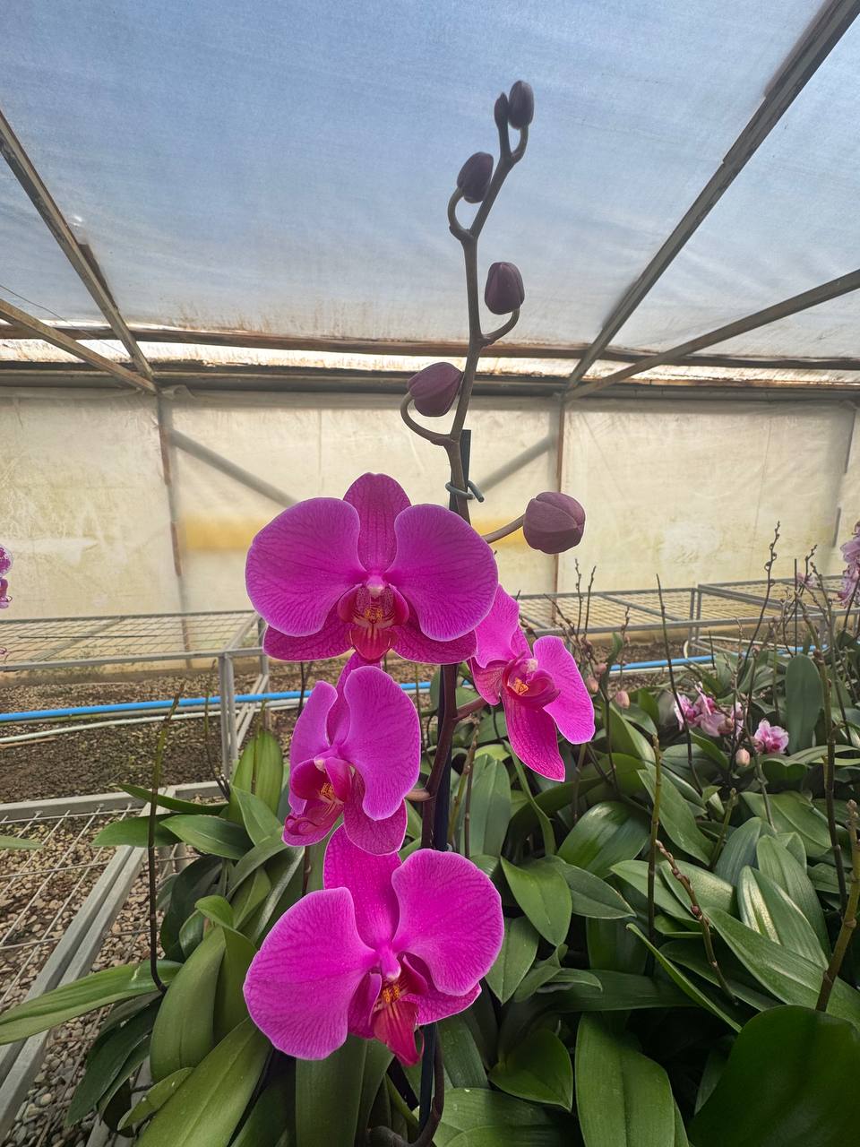 Orquidea phalaenopsis Rosada Lusaka