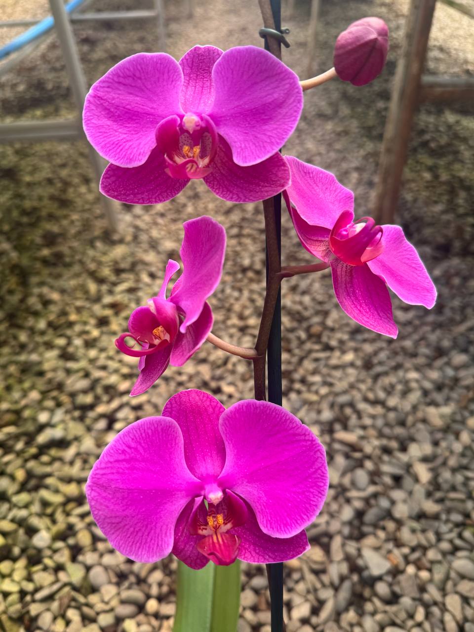 Orquidea phalaenopsis Rosada Lusaka